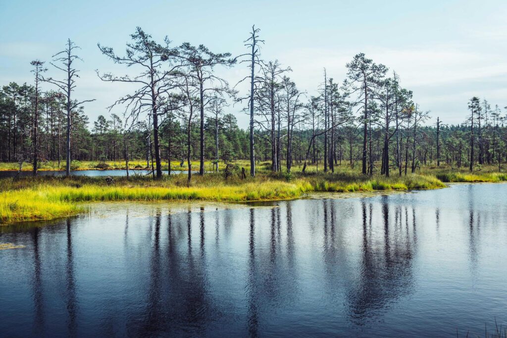 View of Lahemaa National Park, Estonia