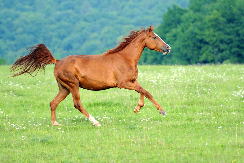 animal-welfare-protection-horse-22Aug23.jpg
