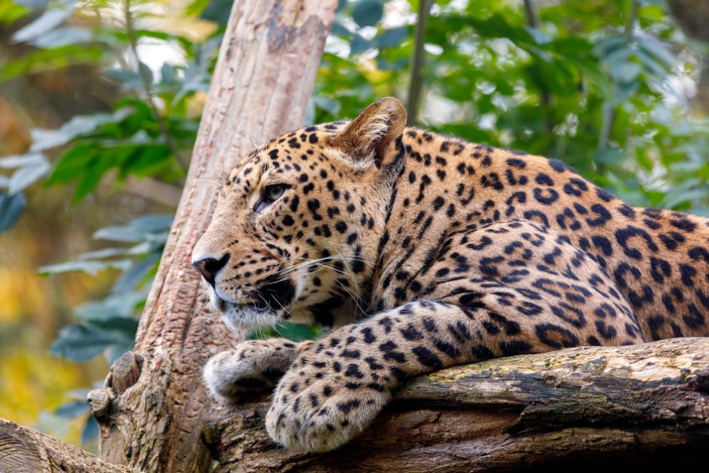 animal-welfare-protection-leopard-22Aug23.jpg
