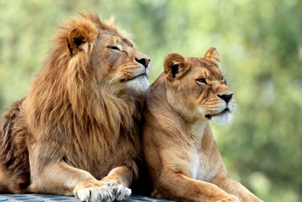 animal-welfare-protection-lion-22Aug23.jpg