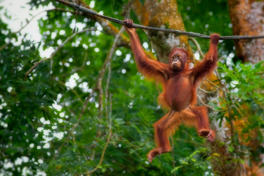 animal-welfare-protection-orangutan-22Aug23.jpg