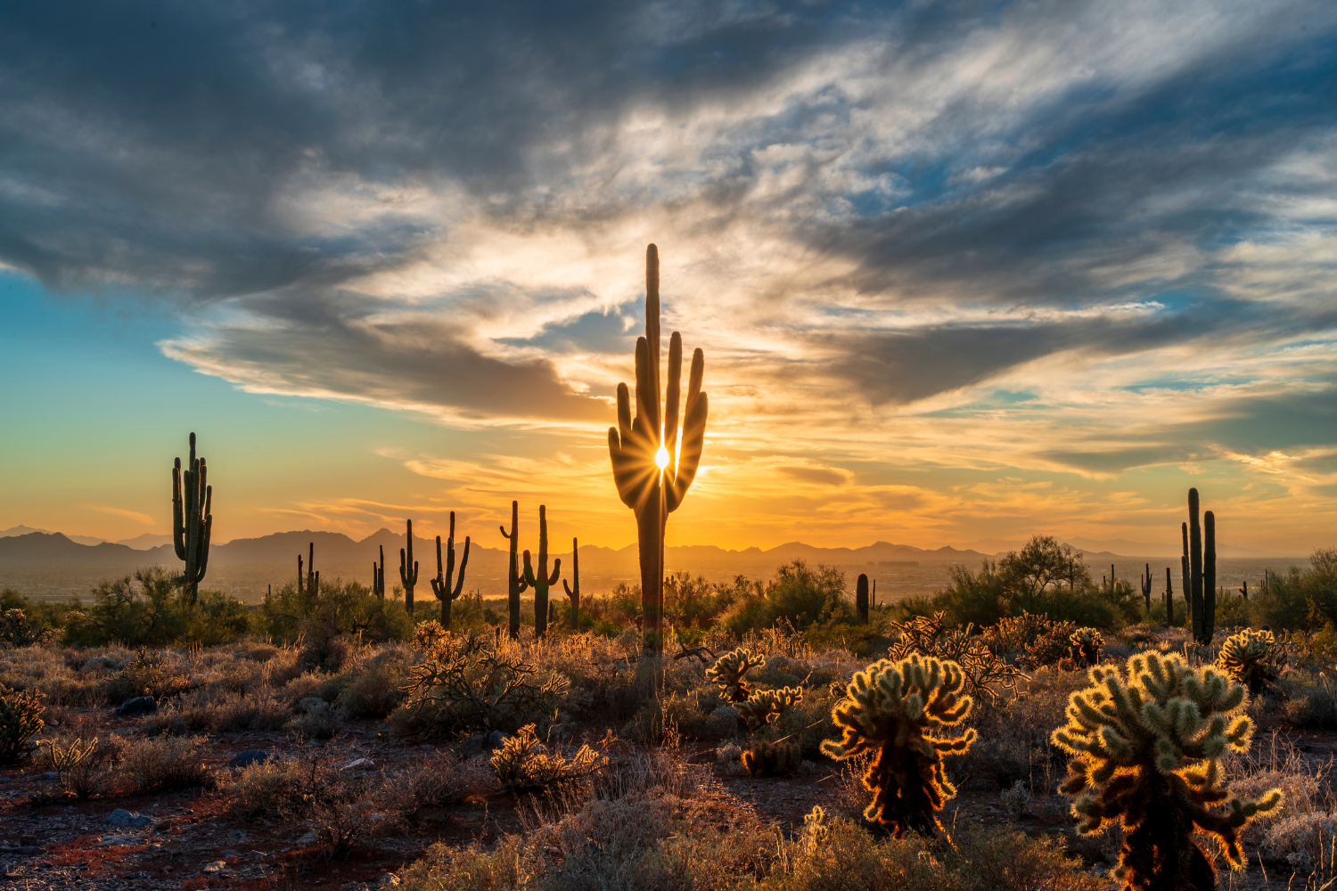 Cactus in Sonoran Desert at sunset