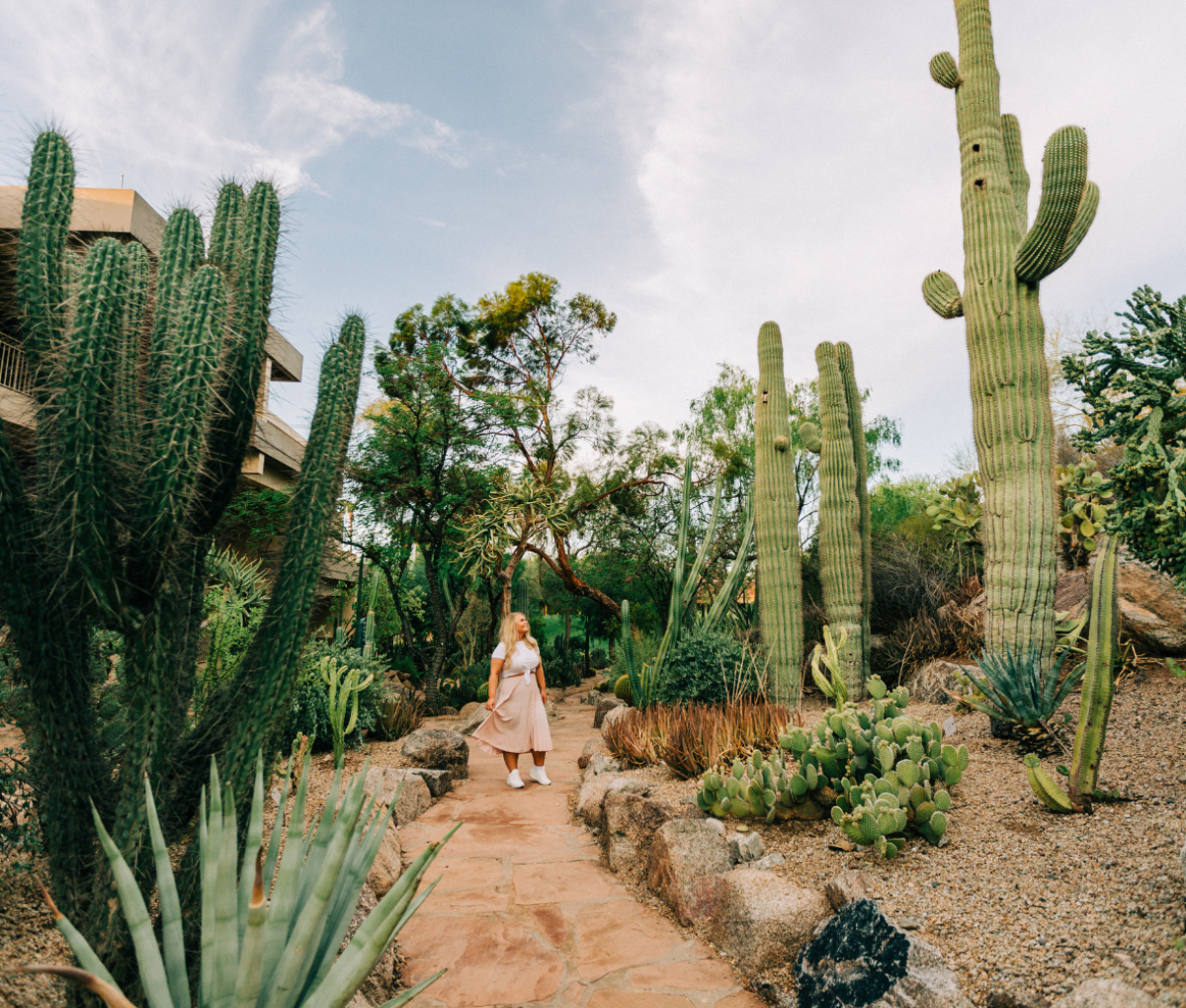 Cacti in Scottsdale, Arizona