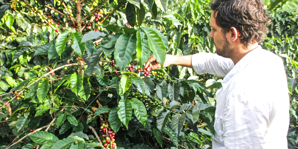Coffee Farm in Cocora Valley