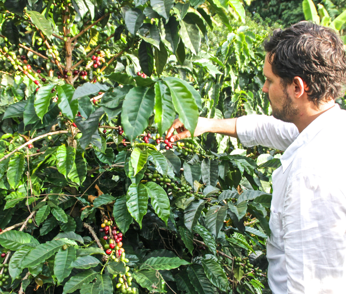 Coffee Farm in Cocora Valley