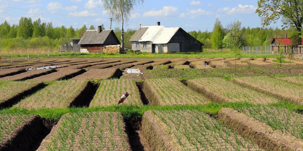 Estonia Onion Farm The Baltics by EV 31Oct23