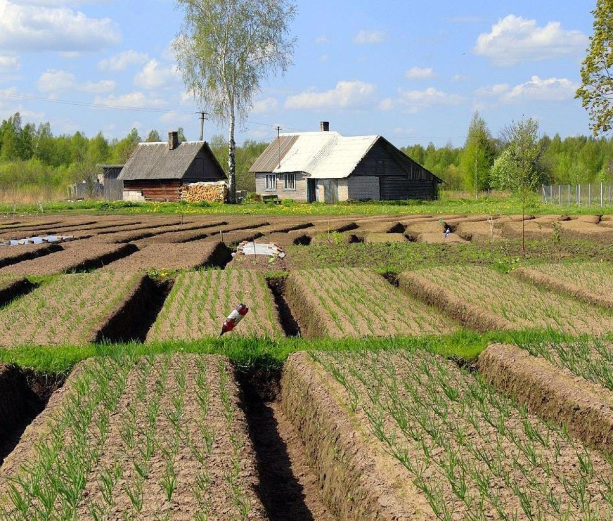 Estonia - Onion farm - Kolkja