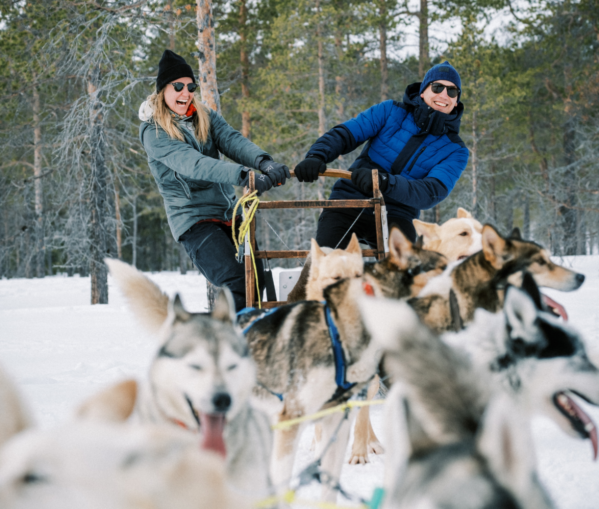 Two people laugh while riding on a dogsled, being led by a pack of dogs on a snowy day in Jämtland Härjedalen