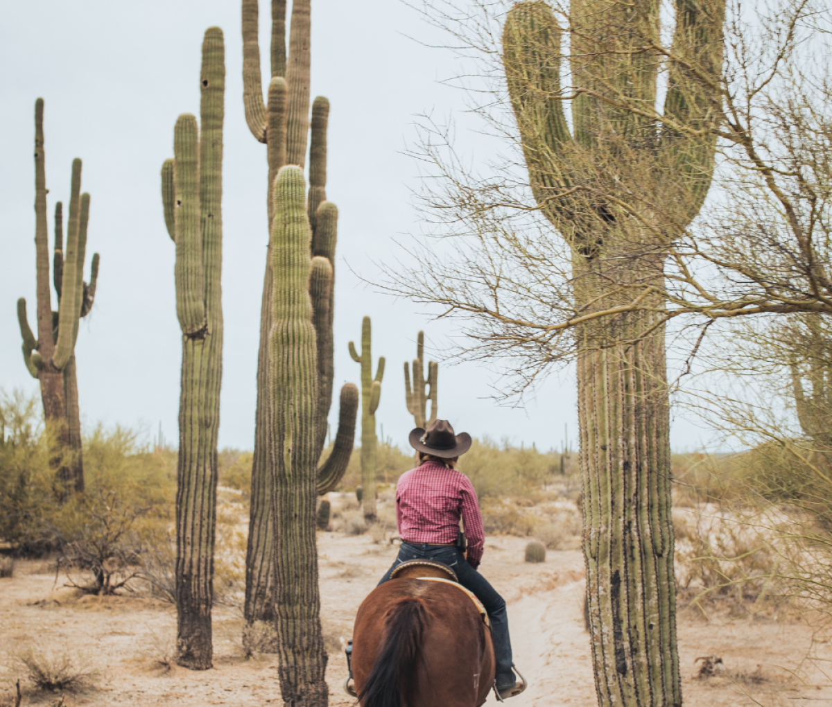 Horse riding in a desert in Scottsdale, Arizona