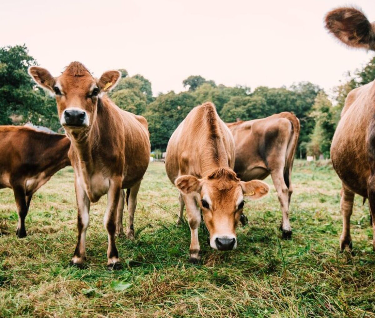 Cows in a field, Jersey