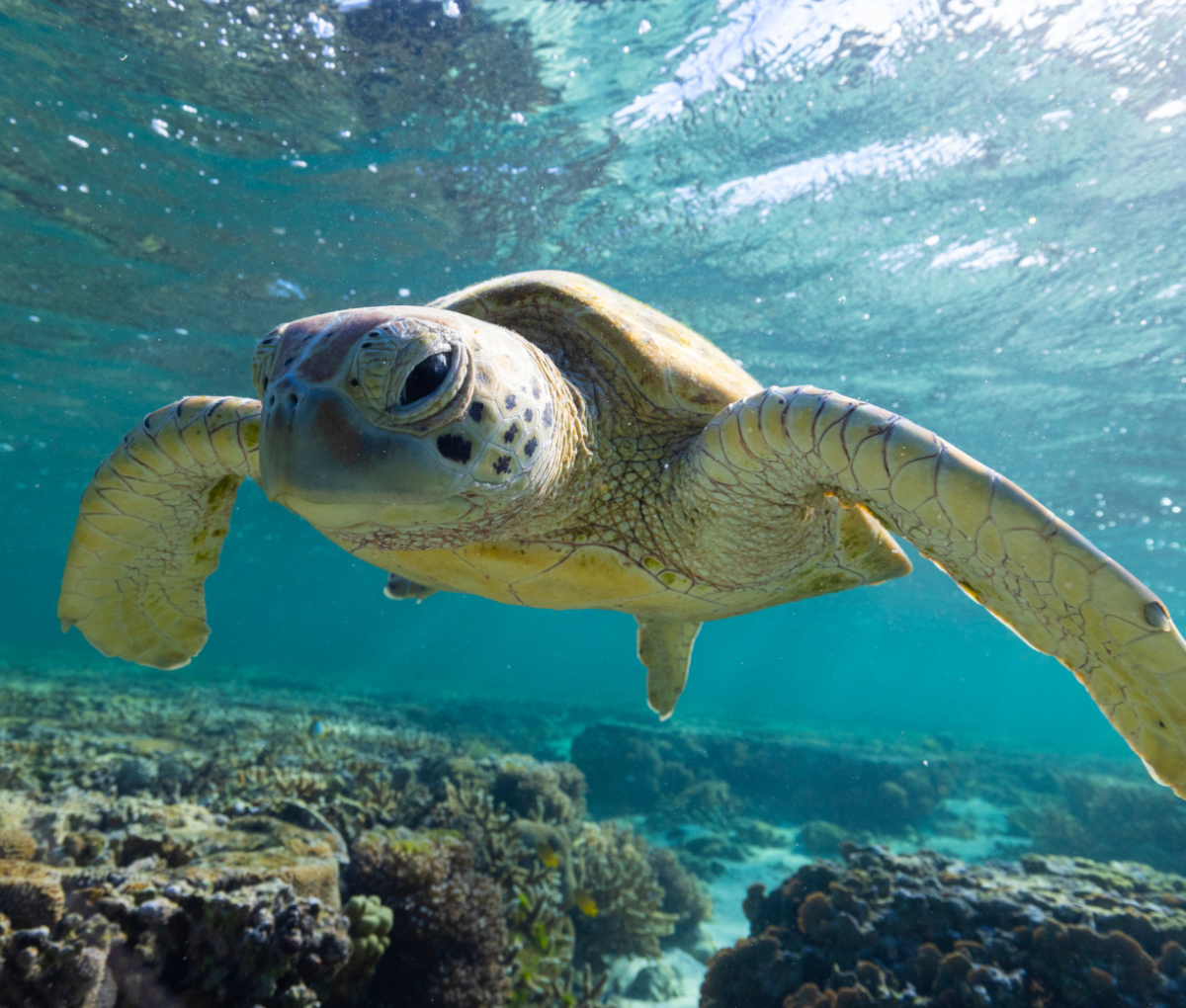Turtle swimming in the Great Barrier Reef