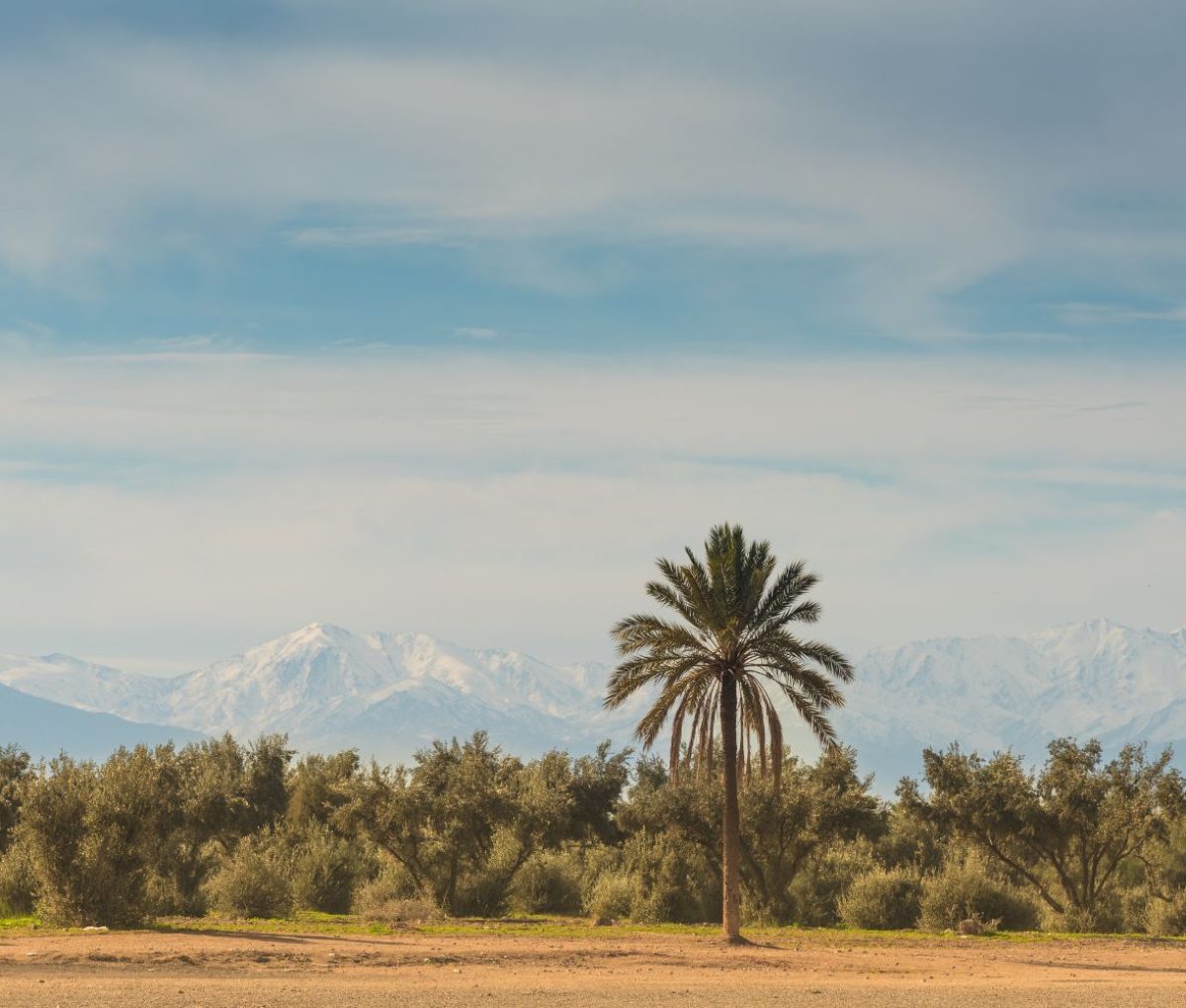 Oasis with a view of the Atlas Mountains in the distance, Morocco © onmt