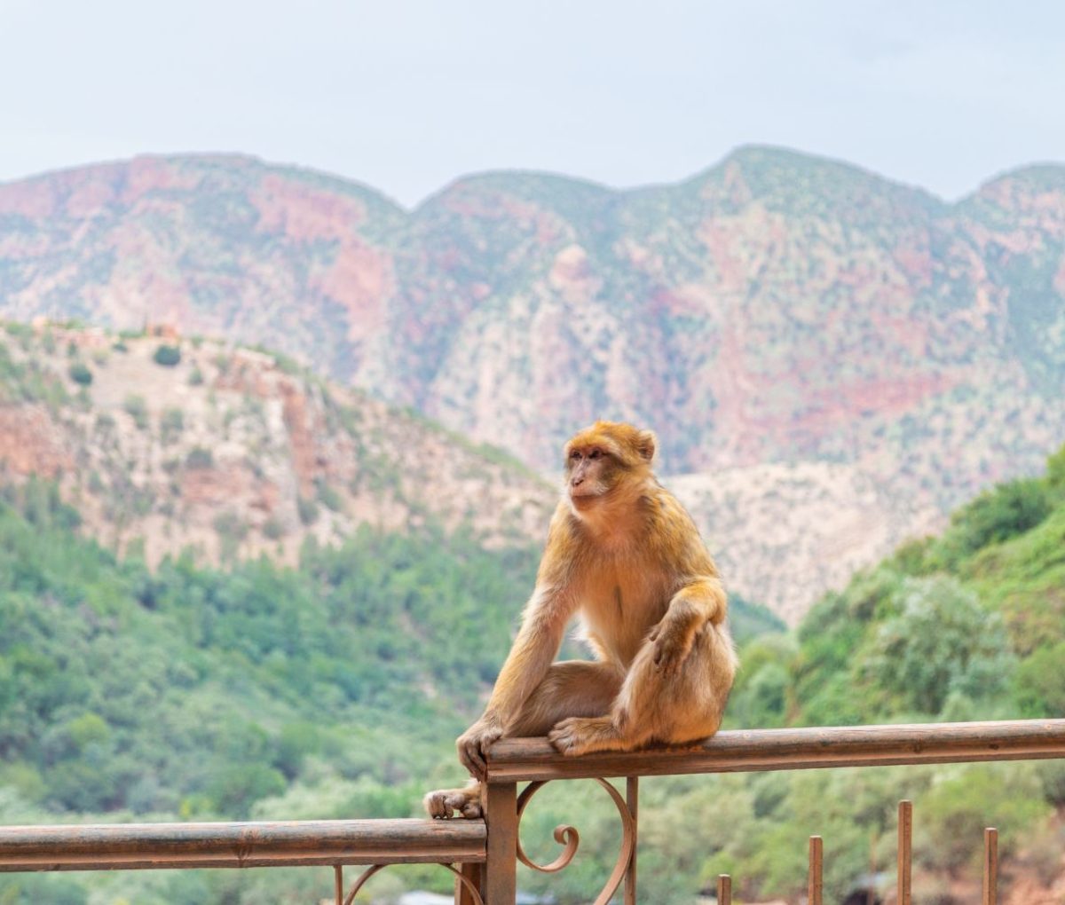 Monkey, The Atlas Mountains, Morocco © onmt