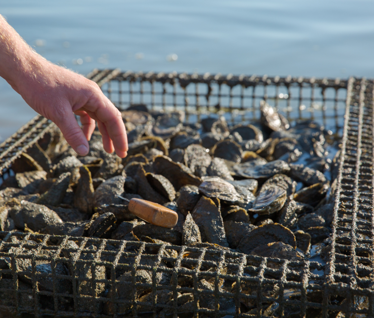 Picking oysters at Pleasure House Oyster Farm, Virginia Beach, USA.