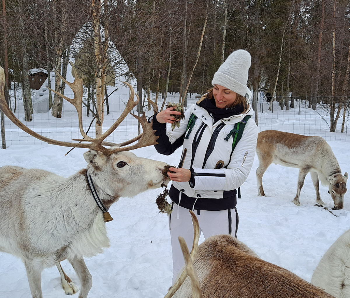 Posio Reindeer 2 Finland Journeys 10Jan24